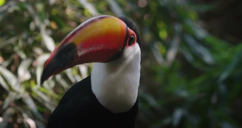 Authentische Nahaufnahme des exotischen farbenfrohen Tukanvogels in seinem natürlichen Lebensraum.