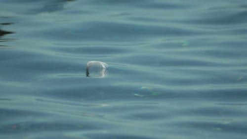 Weiße Vögel, Feder, schwimmt auf ruhiger Wasseroberfläche, niemand, abstrakt, nautisch, Meer, Meer, Sonnenuntergang, Natur