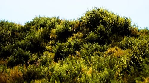 Beach Dunes with Long Grass