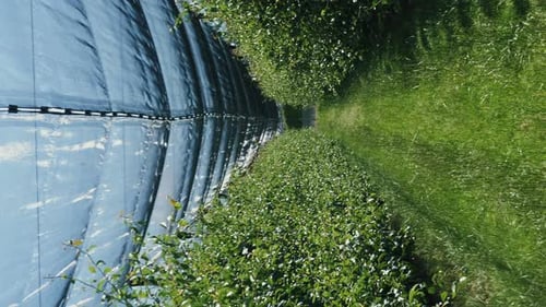Rows of fruit trees growing in orchard