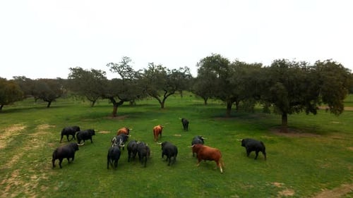 4K - Footage of a cattle of bulls running in a green field