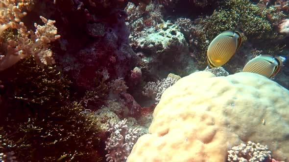 Oval butterflyfish swim on a coral reef in the Indian Ocean., Nature ...