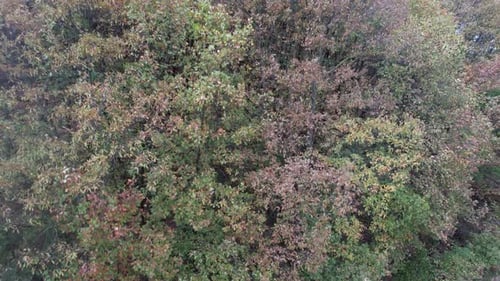 Luftwald Herbst
