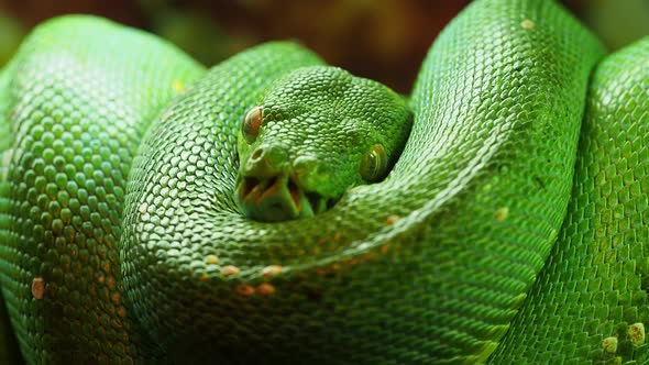 Green tree python curled up, showing its scales and eyes, Nature Stock ...
