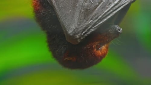Flying Fox Closeup Hanging Upside Down From a Tree Branch Daylight Mauritius