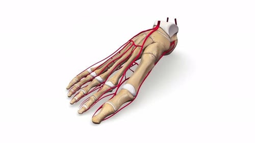 Human Foot Bones and Arteries 3D Medical Animation
