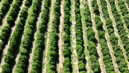 Farming landscape at countryside rural scenery. Green field background at valley mountains.