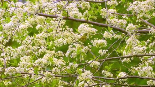 Tennessee Warbler or Philadelphia Vireo or Warbling Vireo or Red Eyed Vireo on the branch of a tree