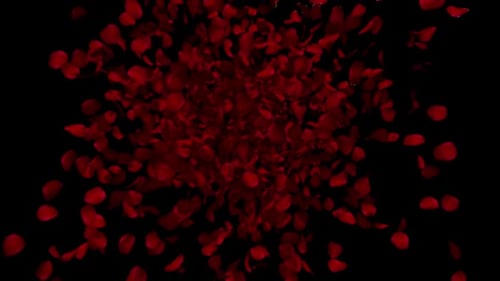 Falling Red Rose Petals Form Heart Shape Animation