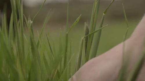 Hand inspecting grass crop in field