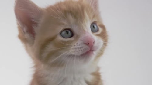Fond blanc -Adorables bébés chatons sur fond blanc -miaou ferme 1080\_1