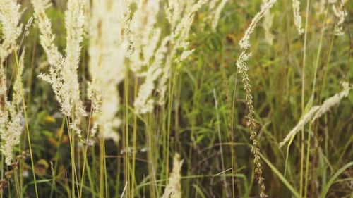 Vintage Field at Sunrise