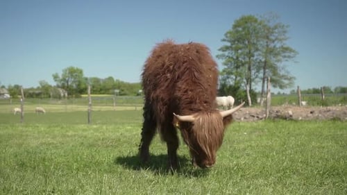 Long-Haired Highland Cow Grazing in Sunny Pasture