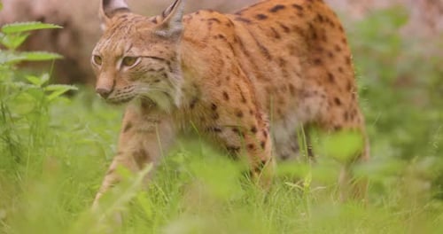 The Eurasian lynx (Lynx lynx) in the forest.