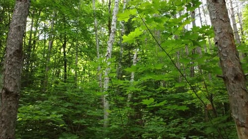 Drone shot of the dense leaves of a mixed pine and leaf tree forest.