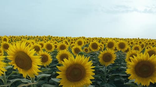 Sunflower Field in Summer Morning Sunshine