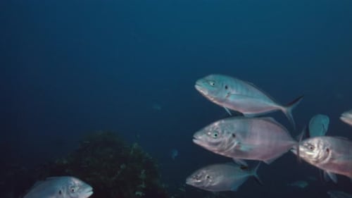Great White Shark Carcharodon carcharias Neptune Islands South Australia slow motion 4k