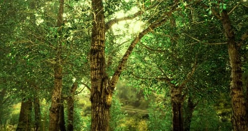 Lush Green Forest Displaying Vibrant Foliage Under Soft Natural Light