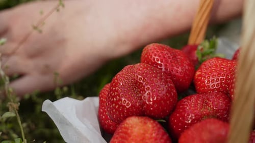 Freshly Picked Strawberries in a Wicker Basket