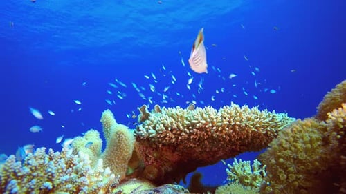 Colourful Coral Reef Scene