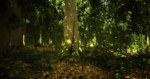 Sunlight Filters Through Dense Forest Canopy in a Tranquil Woodland Area