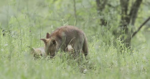 Red fox cubes (vulpes vulpes) in the sun, in a spring day, in a mediterranean forest, in Tiétar
