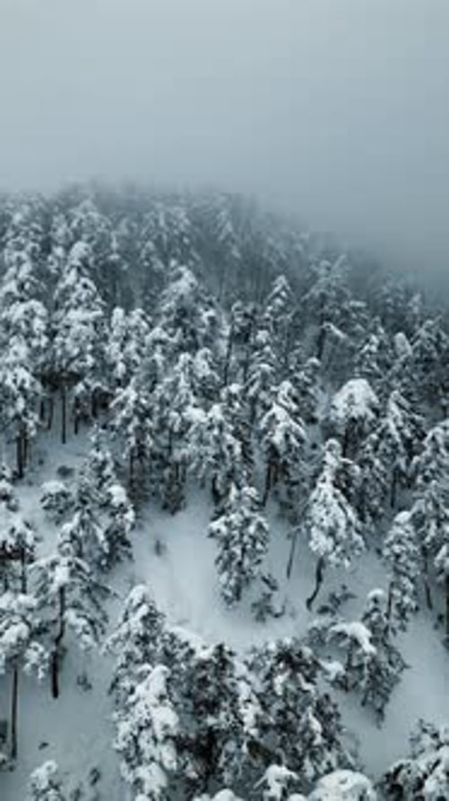 Vertical Winter Forest - 2K