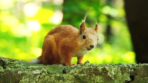 Red Squirrel Sitting on a Mossy Wall in Lush Green Park. Curious Animal Eating Seeds