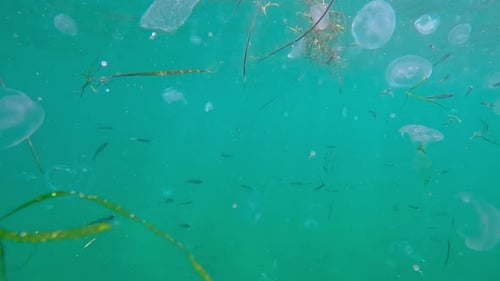Many Moon jellyfish drifts in waves below surface school of Silverside Atherina swims between them