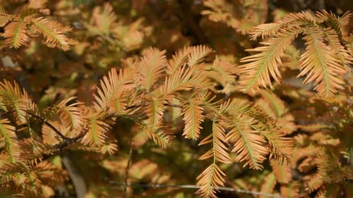 Cor laranja da folhagem de outono da árvore conífera Metasequoia em um dia claro. De perto