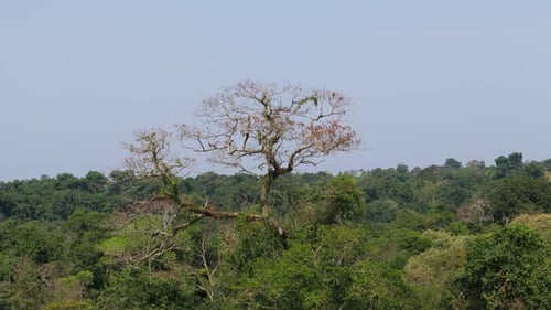 Amazing aerial view of a Rosewood tree standing out in a dense green jungle rainforest.