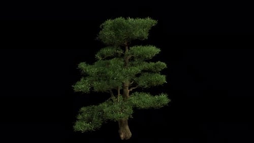 Buddhist Pine Tree blowing in the wind. Wind blows Yew plum pine Tree. Alpha Channel. Loop Animation