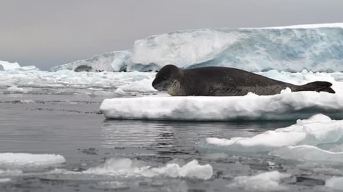 Leopard Seal resting on a floating iceberg in Antarctica