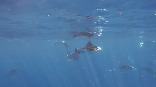 Graceful Manta Rays Swimming in Ocean