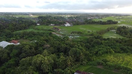 Aerial View of Lush Green Rice Paddy Field