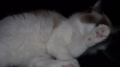 the cat licks his hand
