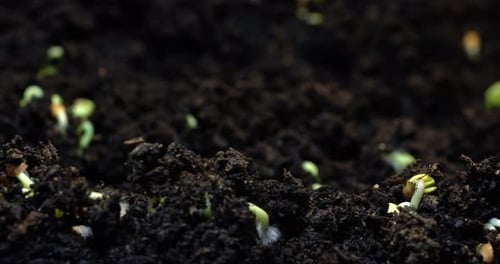 Germination of a Sprout From the Ground and the Appearance of a Plant in Nature
