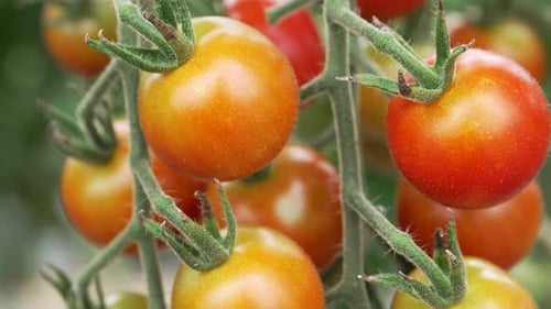 Bunch Of Tomatoes Growing In A Greenhouse Farm. Tracking, Closeup