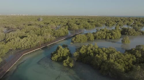 Aerial view of mangrove forest and river, Abu Dhabi, United Arab Emirates.