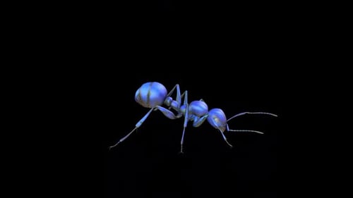Ant Crazy Charge