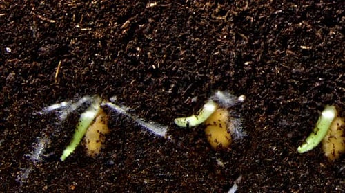 Seeds of Wheat are Growing in the Soil and Little Stems with Roots are Appearing in Timelapse