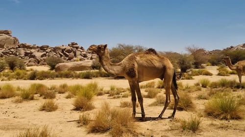 Two robust dromedary camels stand tall in the expansive, sun scorched landscape of the Sahara