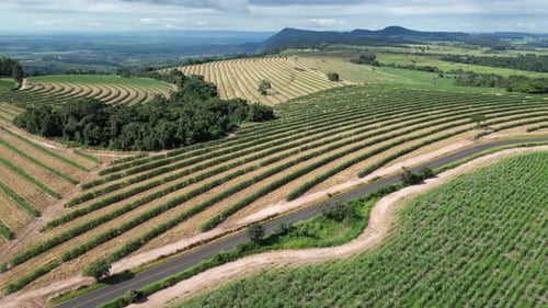 Agriculture Field at Country Scene in Rural Landscape Countryside.