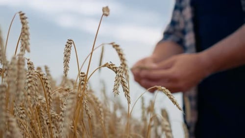 Close Up of Golden Wheat in Field