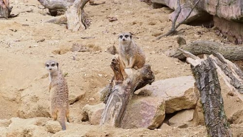 Erdmännchen sitzt auf einem Baumstamm im Wüstensand