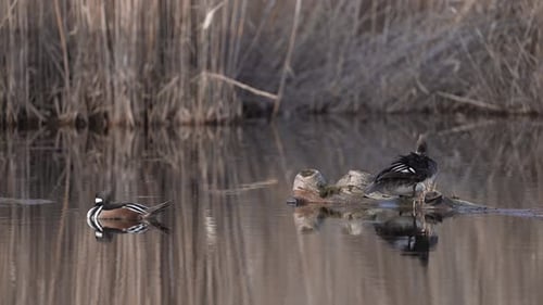 A Couple Of Hooded Merganser (Lophodytes Cucullatus) On Quiet Lake. - Static Shot
