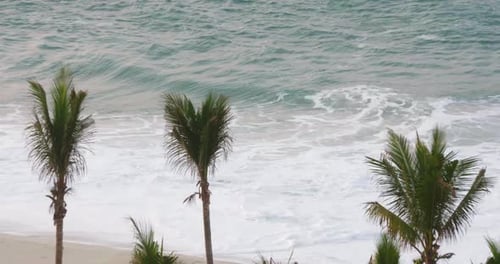 Wide shot of a tropical beach with waves crashing on the shore, focused on palm trees and the sandy