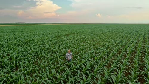 Aerial view of senior farmer standing in corn field examining crop.