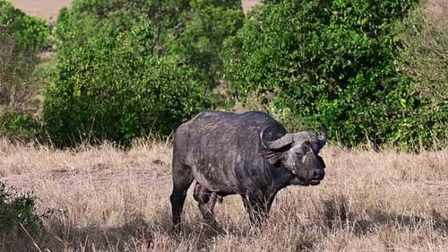Cape Buffalo Standing Proudly in the African Savanna