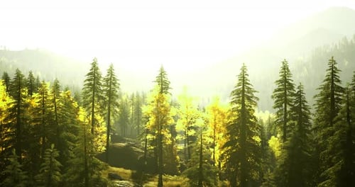 Sunlight Filtering Through Vibrant Forest Trees During Bright Morning Hours